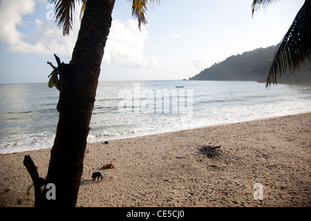 Grande Rivière, un village de pêcheurs sur l'angle nord-est de Trinidad c'est un site de nidification de la tortue luth. Banque D'Images