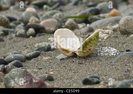 Ouvrez le boîtier sur la plage Banque D'Images