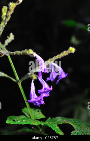Fleur rare de ChiangDao mountain, Thaïlande Banque D'Images