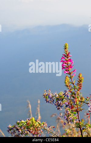 Fleur rare de ChiangDao mountain, Thaïlande Banque D'Images