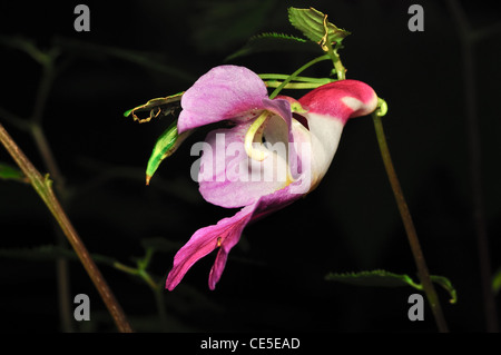 Fleur rare de ChiangDao mountain, Thaïlande Banque D'Images