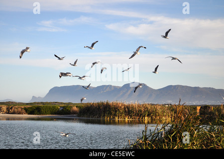 Mouettes sur lac et sur les montagnes près de Muizenberg, Cape Town, Western Cape, Afrique du Sud Banque D'Images