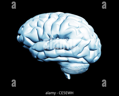 Cerveau humain isolé sur fond noir Banque D'Images
