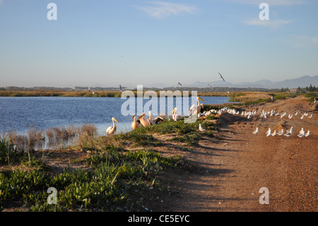Les pélicans et les mouettes sur un chemin de terre au bord d'un lac, près de Muizenberg, Cape Town, Western Cape, Afrique du Sud Banque D'Images