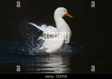 Canard blanc avec bec jaune s'éclabousser dans l'eau Banque D'Images