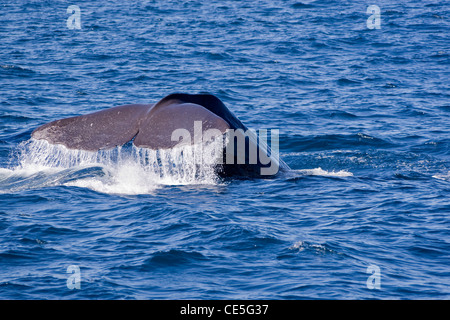 Cachalot plongeant au large de la côte de Kaikoura en Nouvelle-Zélande avec la queue visible. Banque D'Images