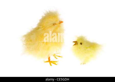 Chicklings jaune photo sur le fond blanc Banque D'Images