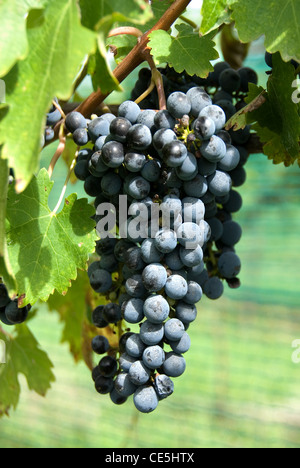 Une grappe de raisins poussant sur une vigne dans un vignoble sur les hautes terres du sud de la Nouvelle Galles du Sud, Australie Banque D'Images