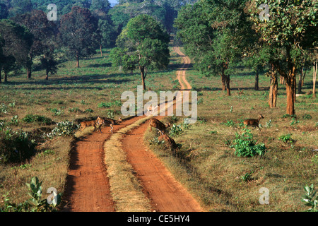 Chemin de terre, chemin dans le sanctuaire de faune Nagarhole Nagarhole national park ; ; ; Inde Karnataka Banque D'Images