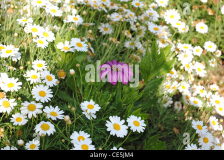 Les marguerites avec fleur pourpre au milieu Banque D'Images