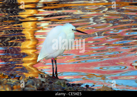 L'aigrette garzette au parc d'ATTRACTIONS ET PARC ANIMALIER BIRDWORLD près de Farnham, Surrey Banque D'Images