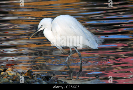 L'aigrette garzette au parc d'ATTRACTIONS ET PARC ANIMALIER BIRDWORLD près de Farnham, Surrey Banque D'Images