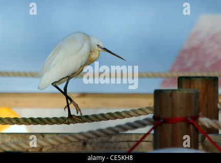 L'aigrette garzette au parc d'ATTRACTIONS ET PARC ANIMALIER BIRDWORLD près de Farnham, Surrey Banque D'Images