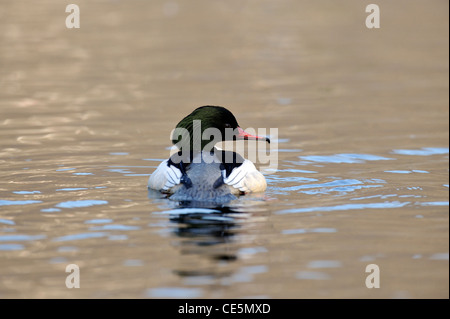 Harle bièvre (Mergus merganser) Banque D'Images