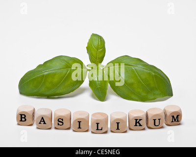 Photo de détail avec les feuilles de basilic sont des cubes qui forment le mot "basilic" en allemand Banque D'Images