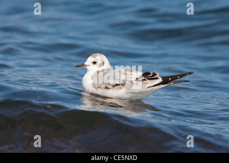 Mouette de Bonaparte Larus philadelphia Duluth, Minnesota, United States 15 septembre premier hiver Laridae Banque D'Images