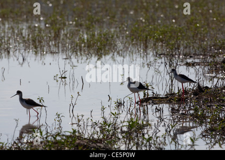 Black-winged pilotis (Himantopus himantopus). Une pataugeoire et d'alimentation sur les invertébrés. Les eaux peu profondes du lac Awasa. L'Éthiopie. Banque D'Images