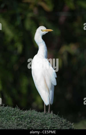 Héron garde-boeuf (Ardeola ibis). En tournant la tête sur le cou cent quatre-vingts degrés pour regarder derrière 15 vertèbres cervicales autoriser ce Banque D'Images