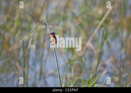 Martin-pêcheur huppé (Alcedo cristata). Perché sur une tige de roseau. Lac Ziway, Éthiopie. Une espèce trouvé largement dans une grande partie de l'Afrique. Banque D'Images