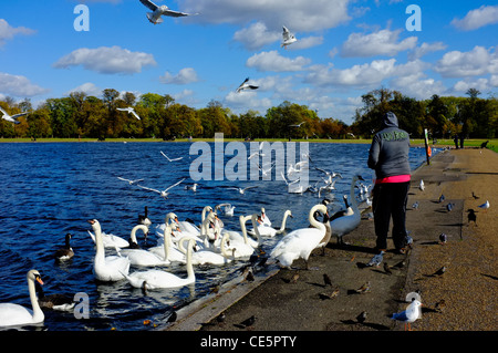 Un homme anonyme dans un anorak alimente les canards et les cygnes sur le lac dans les jardins de Kensington et le cercle des mouettes. Banque D'Images