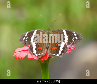 Brown Peacock (Anartia fatima) Costa Rica Banque D'Images