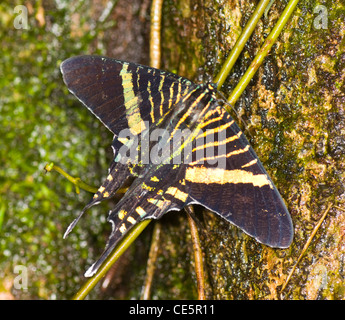 Urania leilus (PAON), Costa Rica Banque D'Images