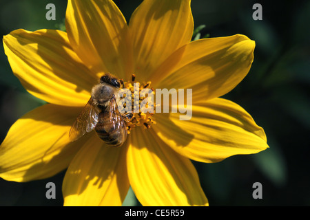 Le pollen d'abeille de miel de tournesol commun d'alimentation Banque D'Images