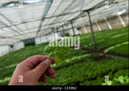 Le basilic plantes poussant dans une serre commerciale. Sacco Giovanni Battista. Un producteur de basilic commerciale. Genova. Italie Banque D'Images