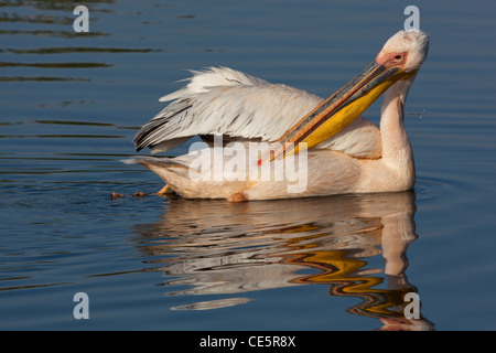 Le pélican blanc (Pelecanus onocrotalus). Tout en se lissant la natation. Banque D'Images