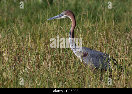 Héron goliath (Ardea goliath). La traque des grenouilles. Lac Awasa. L'Éthiopie. Trouvé largement en Afrique. Banque D'Images