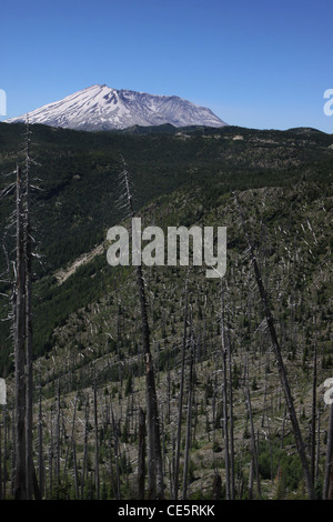 Arbres tués d'éruption de 1980 du Mont St Helens Volcano National Monument Banque D'Images