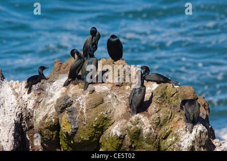 La Brandt Cormoran Phalacrocorax penicillatus Oregon, United States 29 avril colonie de reproduction sur la pile. Phalacrocoracidés Banque D'Images