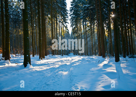 Forêt en hiver Banque D'Images