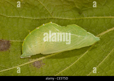 L'Empereur Asterocampa celtis micocoulier Flat Creek, Barry County, Missouri, United States 24 mai nymphe Banque D'Images