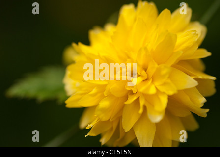 Juifs Mallow - Kerria Japonica - arbuste à fleurs printanières Banque D'Images