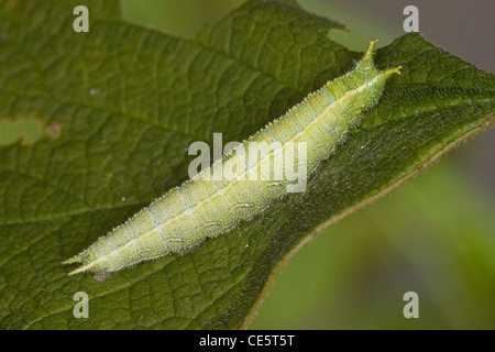 L'Empereur Asterocampa celtis micocoulier Flat Creek, Barry County, Missouri, United States 19 mai Caterpillar Banque D'Images