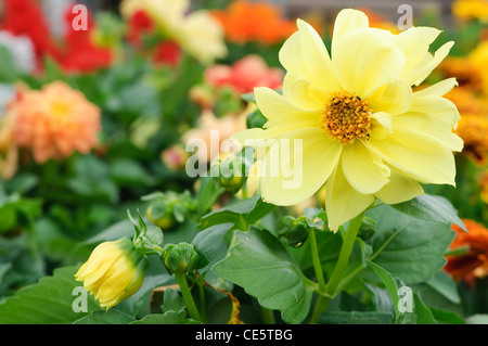 Dahlia hybrida dans jardin de printemps Banque D'Images