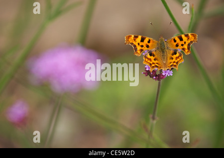 Comma butterfly se nourrissant de fleurs de verveine dans un jardin d'été. Banque D'Images