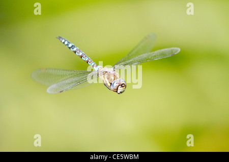 Les hommes travailleurs migrants (Hawker aeshna mixta) en vol Banque D'Images