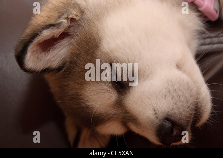 6 semaine couchage chiot malamute d'Alaska Banque D'Images