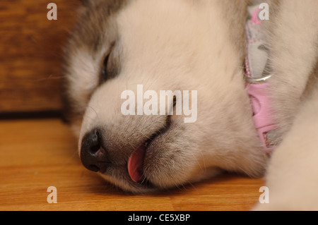 6 semaine couchage chiot malamute d'Alaska Banque D'Images