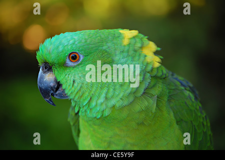 Amazon Green Parrot Banque D'Images