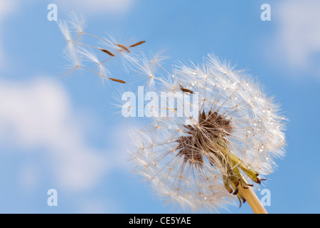 Graines de pissenlit graines - souffle loin Banque D'Images