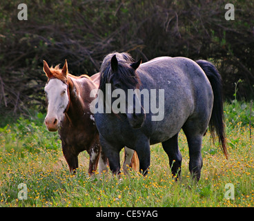 Les chevaux, Las Virgenes, Californie Banque D'Images