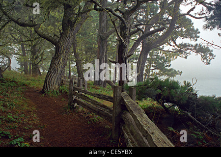 Fédération Gulch State Park, Californie Headlands Banque D'Images