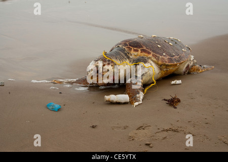 Tortue Caretta caretta Bolsa Chica, Texas, United States 4 morts adultes Avril sur plage. Cheloniidae Banque D'Images