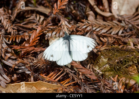 Chat Blanc Pieris marginalis Van Damn State Park, California, United States 25 avril Pieridae Adultes Banque D'Images