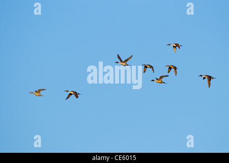 Le Canard pilet Anas acuta Klamath inférieur National Wildlife Refuge, California, United States 10 Mai Les mâles adultes et les femelles en fl Banque D'Images