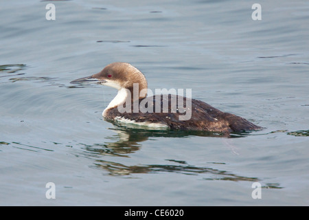 Plongeon du Pacifique Gavia pacifica Monterey, California, United States 23 avril Adulte en plumage d'hiver. Banque D'Images