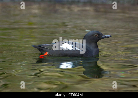 Guillemot colombin Cepphus columba Oregon Coast Aquarium, Newport, Oregon, United States 29 avril Adulte en plumage nuptial. Banque D'Images